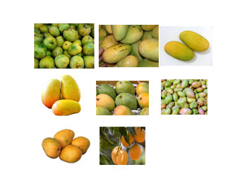 Banganapalli Mangos